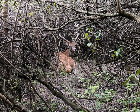 Deer resting in a bush