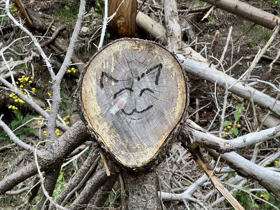 A felled tree at the side of a hiking trail has a cat face drawn on the cut end. The smiling cat face has two triangles for ears, two downward curves for closed eyes, and a broad curved 