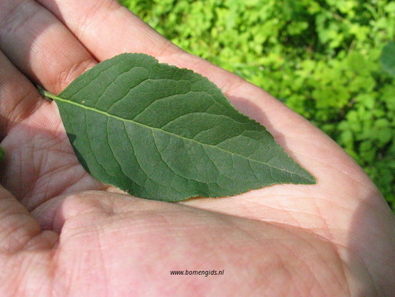 Photo of treespecies Euonymus alatus : Category is blad-leaf-blatt-feuille-hoja