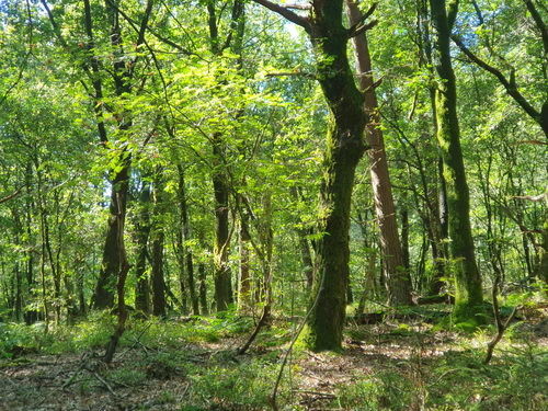 Green deciduous woodland dominated by oak and with a bilberry understory