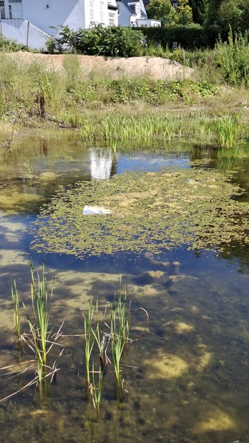 Upright image of a marshy grassy pond in front of some white buildings. Lots of small fallen leaves have gathered in a big patch in the middle that resembles a lily pad. On it, a torn faded election poster from the EU elections in June. We can just see that it’s a photo of Denmark’s PoundShop Andrew Tate, Mads Strange, with his name printed underneath. Mr. Nominative Determinism was number two in his party in the Danish electoral list system so didn’t get in, but their number one did.