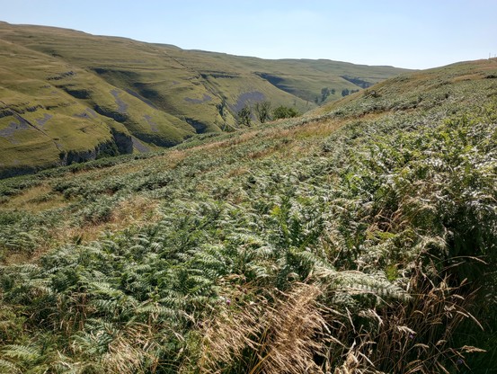 A very steep sided narrow valley, with craggy layers of limestone mostly grassy but with screen and rock visible here and there. The sky is a cloudless august blue. The foreground has a mass of dark green bracken lit silver by the sunlight.