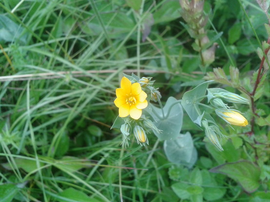 Starry yellow flower, one open, grey-green leaves fused at the stem, buds showing the petals with long narrow sepals