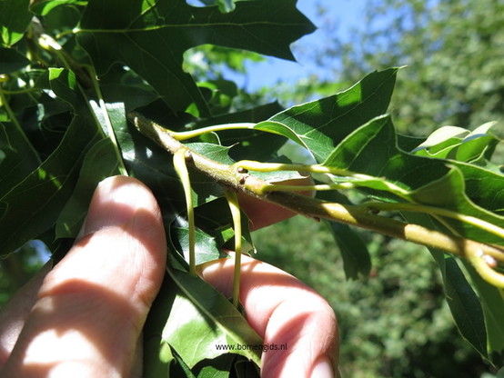 Photo of treespecies Quercus stellata : Category is loot