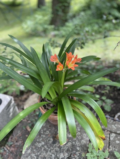 Potted plant in the lily family with long green leaves and a stalk with bright orange flowers, situated outdoors on a stone surface with a blurred background of greenery.