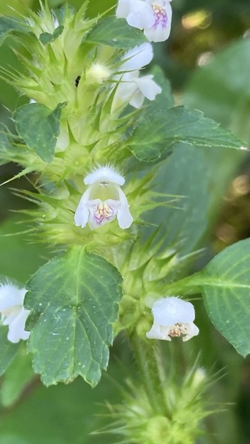 Tiny white flowers among light green spikes and darker green leaves