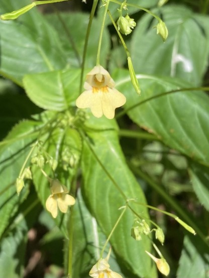 Yellow cup-like flowers surrounded by green oblong seed heads and fresh green, somewhat wilted leaves