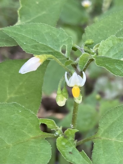 Several small white flowers still  buds, one opened with a bright yellow kernel. Broad green leaves are a bit hairy, some have been partly eaten