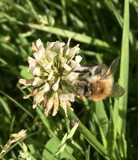 A bee with a brown fur clinging on to the white pompom shaped flower in a carpet of grass