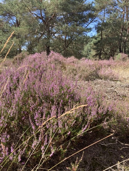 A sea of purple flowering low bushes, trees in the background.