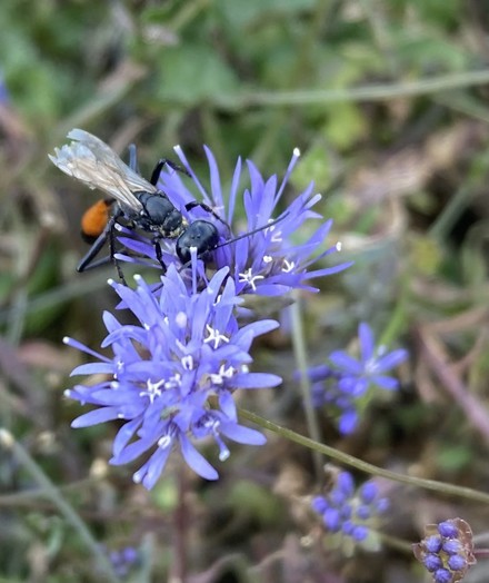 Two bright blue pompom flowers, on the left one is a black wasp with a bright orange back