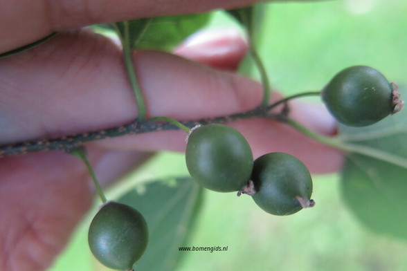 Photo of treespecies Celtis australis : Category is vruchtjong