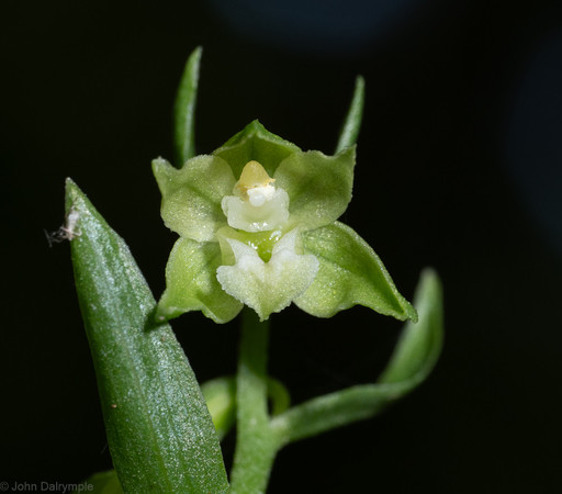 Close up front view of a Green-flowered Helleborine,  flashlit so a black background.