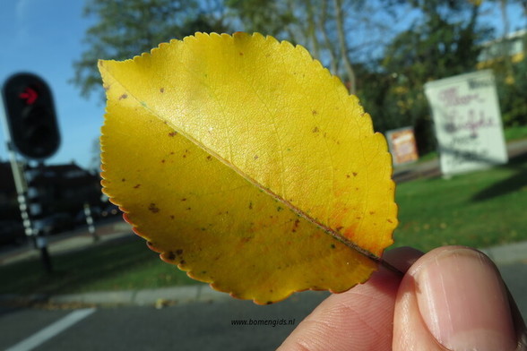 blad-leaf-blatt-feuille-hoja