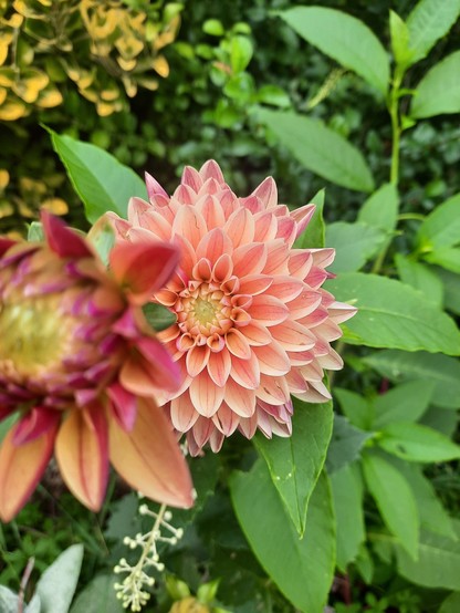 One pale orange dahlia covering another