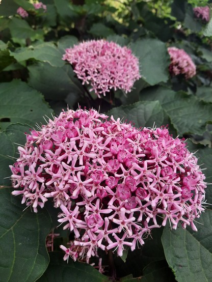 Cleridendron flowers in full bloom