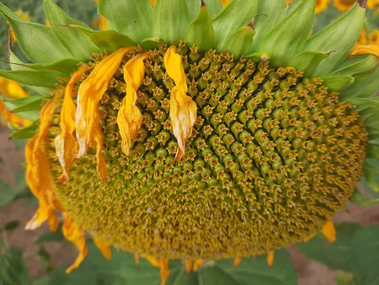 A sunflower fertilized and starting to form seeds, the petioles withering away