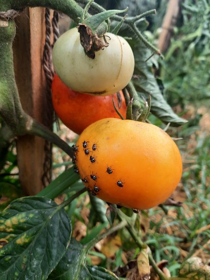 Tiny shield bugs hatched out on an orange tomato