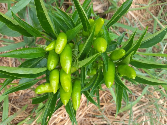 Jalapeño peppers green on the bush