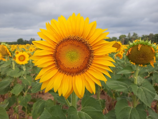 The sunflowers are fading for the most part, but some like this one are just getting started