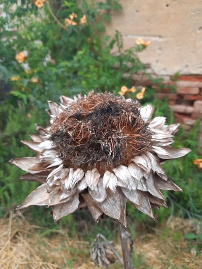 Dried artichoke flower