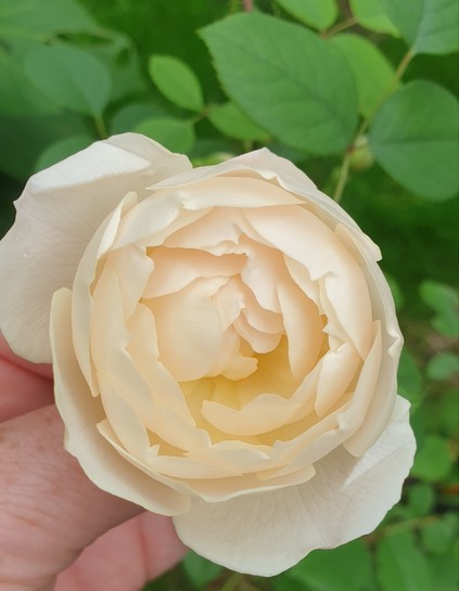 A pale peach rose, one of the slightly blowsy over blown ones that are not as perfect as the ones that unfurl with great precision but have their own Rubenesque beauty none the less. It also smells exquisite