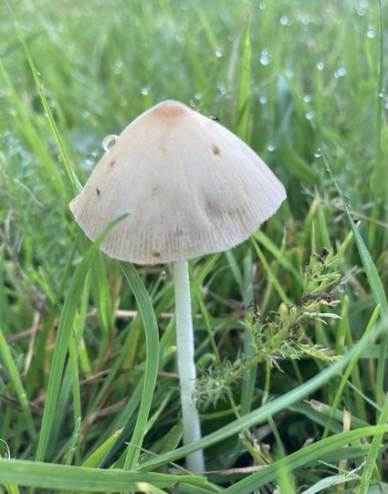 A beige umbrella on a very thin white stem in the grass dew drops on the grass and one on the mushroom