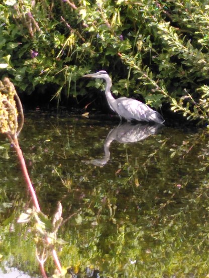 #Fiskehejre, #GreyHeron