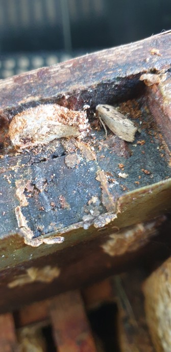 Looking down at a wooden box. There is a silvery grey moth standing on the wood and a large white cocoon next to it where another one is developing. You can see the tips of frames in the box below