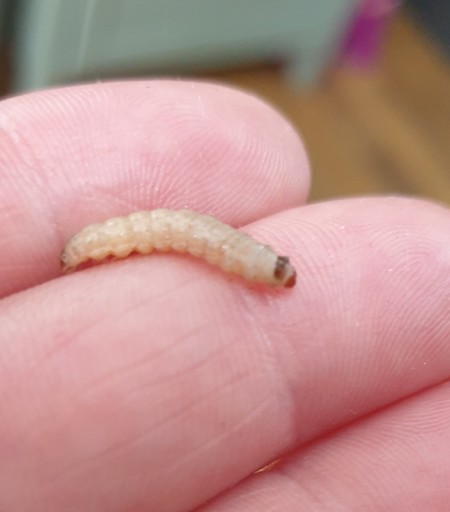 A creamy, unpatterned caterpillar with a brown shiny head. They don't need a pattern as they normally never need a pattern as they never leave the bees nests, active or inactive, as larva. They eat the cocoons  the bees larva make as they metamophose from grub yo adult bees. They can  sometimes pass unnoticed in the dark hive but if the bees see one when you are going through the hive they visibly start and fall upon it and kill it.