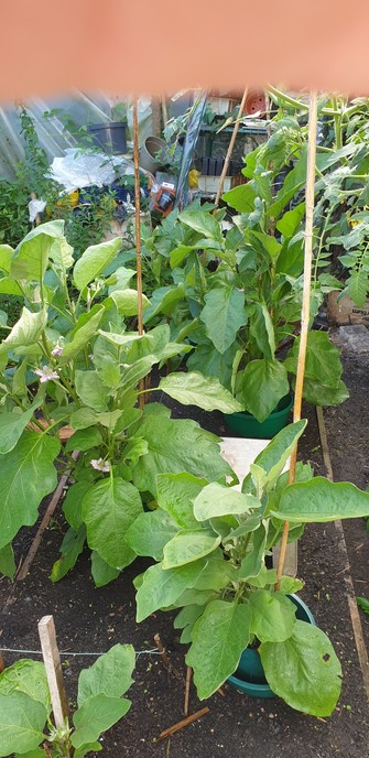 A view in to a polytunnel with 5 big healthy plants, and a glimpse of 1 puny one. There are several purple flowers visible on one plant