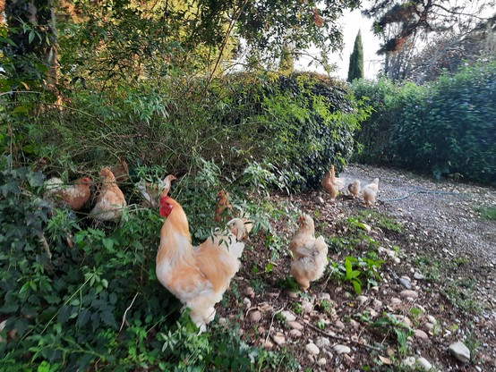 Chicken eating a rosebush.