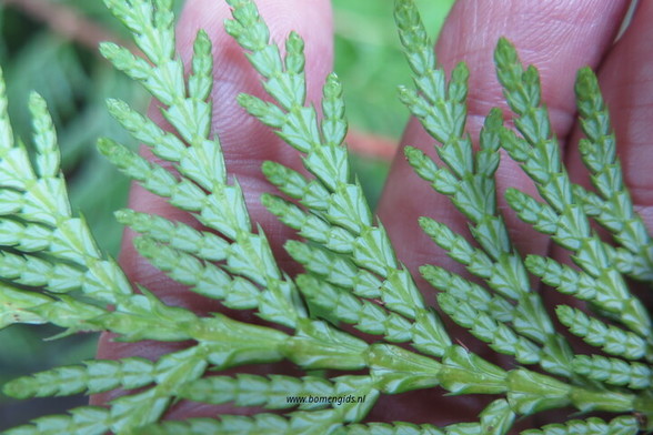 Photo of treespecies Thuja plicata : Category is blad-leaf-blatt-feuille-hoja