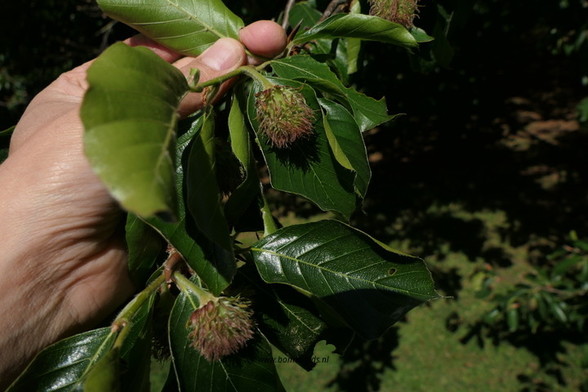 blad-leaf-blatt-feuille-hoja