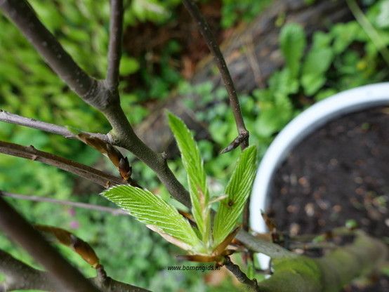 lente-spring-fruhling-printemps-primavera