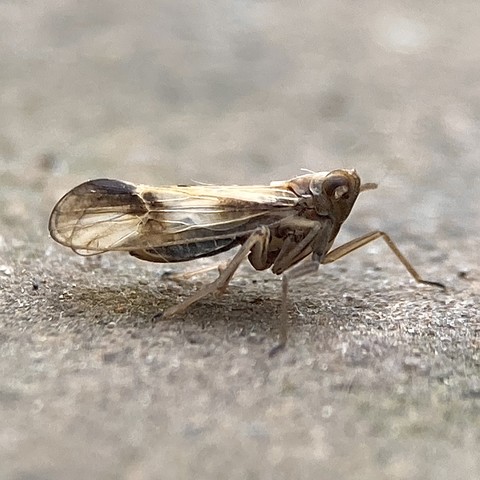 Side on shot of a planthopper. 2mm long. Head is similar to a grasshopper. Flat across the top and then angled down and inwards towards its legs which are towards the front of its abdomen. A large eye occupies the corner of its head. Its wing stretches straight out behind. It is translucent brown with visible vein lines.