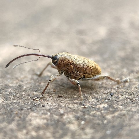 Side on shot of a weevil, 4mm long. It is a golden, acorn brown colour and oval in shape. It has a very long, thin black proboscis coming out the front by a round black eye. It is curved. Halfway down the proboscis, two even thinner antennae fork out and forwards, giving it a kind of pitchfork look.