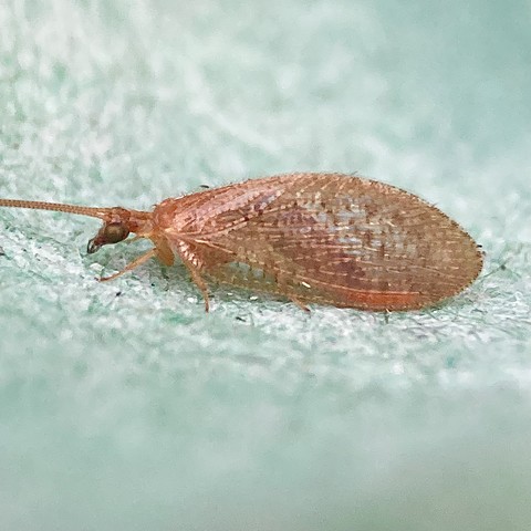 A small brown lacewing, side on. it has two pin head eyes, a thin thorax area leading to convex translucent brown wings. Very plain looking.