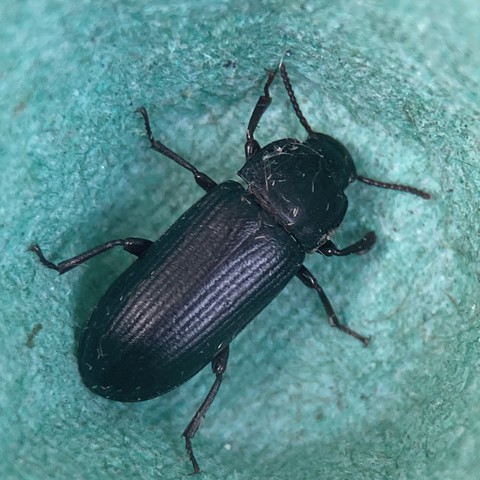 Overhead shot of a black beetle. It is elongated rectangular and jet black. Its wings are long and ridged and end curve in at the end. Six legs stick out, three each side and two short black antennae poke out of its jet black head.