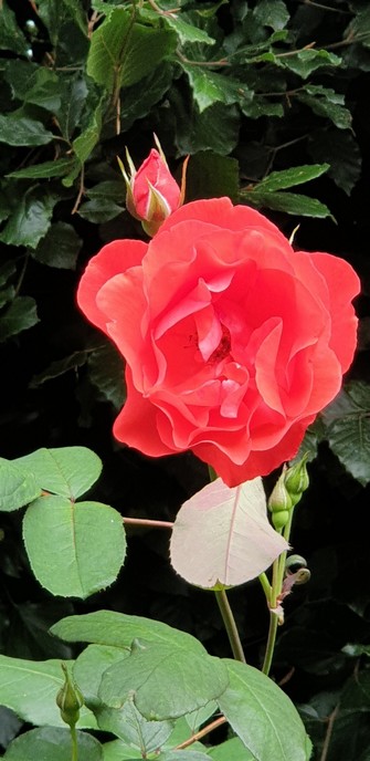 A very bright, almost fluorescent red, roseagainst a dark hedge. The rose has its face to the camera and is fully open. Behind it is a bud just shoeing colour and below it 3 buds that are fully closed. It is a very tall rose, over 5 foot even though I cut it very low every february. The leaves look healthy. It has been in that spot for more than 25 years