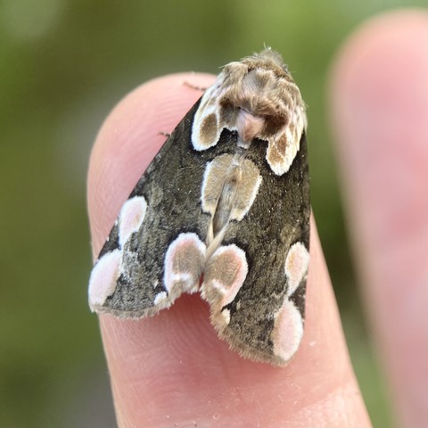 Overhead shot of 2cm arrowhead shaped moth on a finger. It is predominately brown but with 10 large mainly circular stigmata on its wing, eight of which, if you imagine closely, form a kind of surprised look face. Two are either side of its head, pink-brown and edged in white, resembling eyes wide open and raised eyebrows. Then mid-wing, right down the centre line, two more oblong shaped stigmata, pink-brown and edged in white, resembling a nose. Then at the very bottom wing edge on the centre line, two more pink-brown blotches edged in white resembling an open, surprised mouth.  Four more very pale circular stigmata occupy the wing corners and outer wing edge, two on each side.