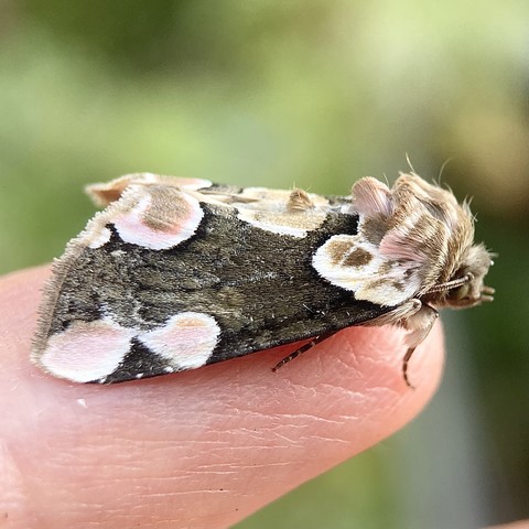 Side on shot of Peach Blossom moth on a finger. It faces right. It has a pinkish-brown furry head which is layered or ruffled. The wing is brown with two quite large pale circular stigmata on the outer wing edge, nestled in the rear corner. Across its back, down the middle are more circular stigmata which are pinky-brown and edged in white. Its wing edge at the back is fringed.