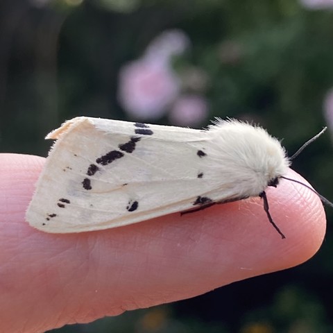 A 2cm, creamy, pale custard yellow moth on a finger. It faces right. It has a very furry head. tents its wings in a downward position. On the apex of the tent shape, where its wings come together down the central abdominal line, starting halfway down this central line, a series of black rectangles traverse the wing head towards the bottom left hand wing corner. The rectangles start larger and become smaller and more spaced out as they reach the wing corner, bottom left. There are a couple of small black marks dotted randomly elsewhere on the wing