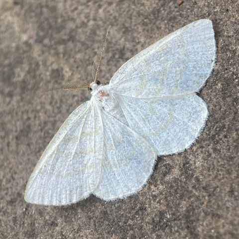 Overhead shot of a flat butterfly-like moth on concrete. It is ghostly white, almost transparent. Its forewings are spread open, revealing its hindwings of the same colour. There are three thin greenish wavy lines that start on the top leading edge of the forewing and run to the opposite forewing edge, in a shallow arc, running perfectly across the visible underneath hindwings, like matching the lines on sheets of wallpaper.