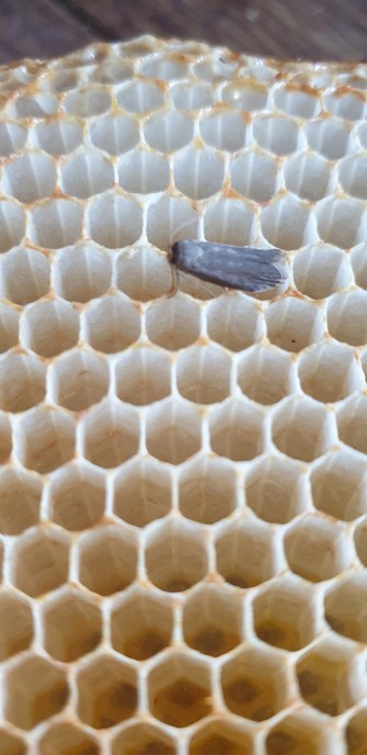 A comb of white wax which the bees have built but not filled with honey or reared young in. A small silvery grey moth with long antennae is sitting on it. It has a paler trailing edge to the wings. Wax moth don't actually eat wax but rather the cocoons built into the comb they rear their young in so this moth will not lay eggs on this frame