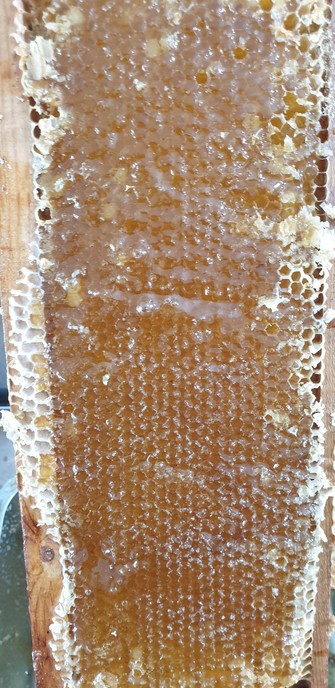 A wooden frame with honey comb in it. The wax capping has been cut off and the cells are full of golden honey. From the taste this is hawthorn honey, a strong honey.