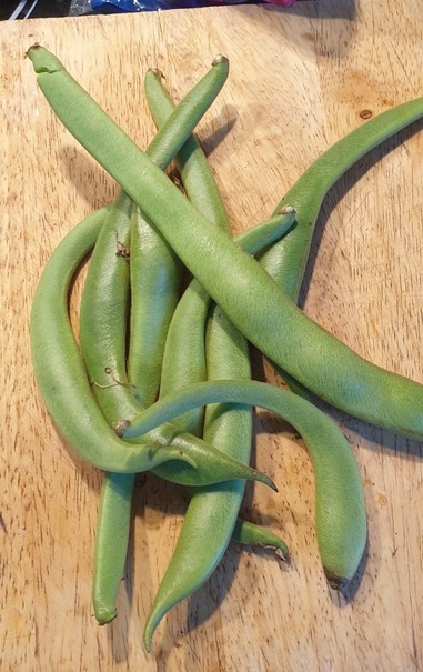 A wooden board with a handful of runner bean pods on it. You can see the developed beans in some of them. You need to pick runners when they are still flat