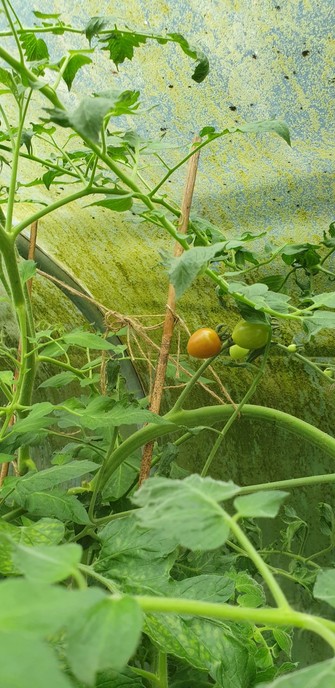 An orange tomato on a plant in a very algae covered polytunnel