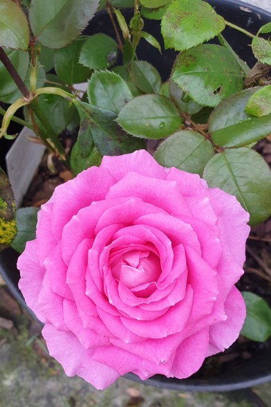 A very pretty bright pink rose with many tidily arranged petals