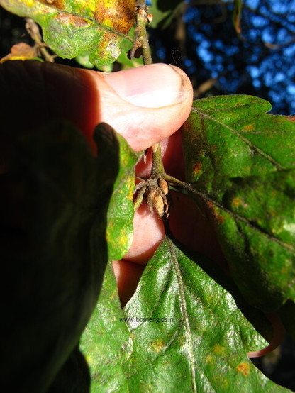 Photo of treespecies Quercus garryana : Category is knop-bud-knospe-bouton-capullo